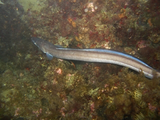 buceo nocturno en Cap d'Agde 